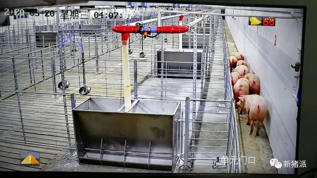 深圳速度!京基智农徐闻项目正式投产,100万头生猪产能正在兑现