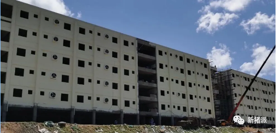 15个高楼养猪项目开建：非瘟后中国养殖新模式