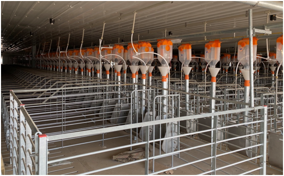 全国再布局26个养猪项目，汉世伟现代化猪场样板工程内部首次对外公开