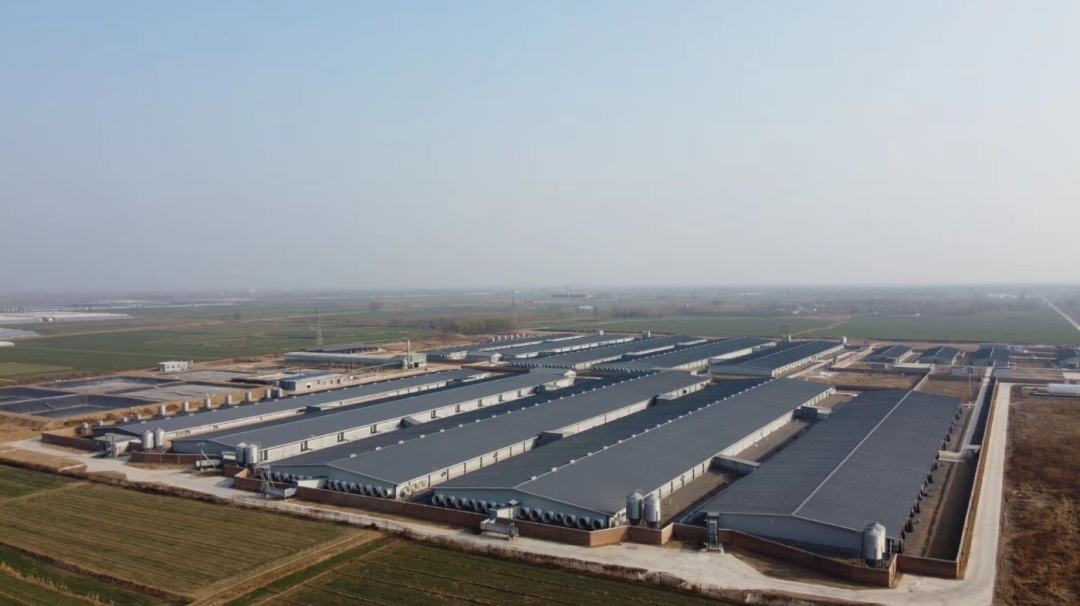 全国再布局26个养猪项目，汉世伟现代化猪场样板工程内部首次对外公开