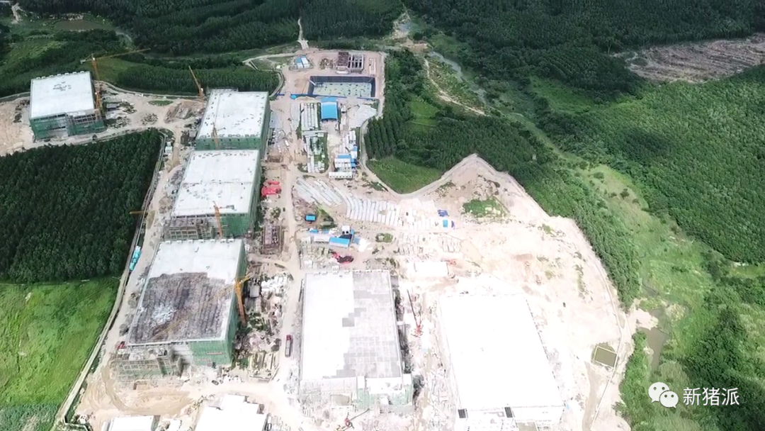 海南首个高楼猪场即将投产！罗牛山7个项目出栏140万头|硕腾特约新猪派探旅