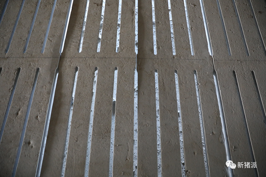 海南首个高楼猪场即将投产！罗牛山7个项目出栏140万头|硕腾特约新猪派探旅