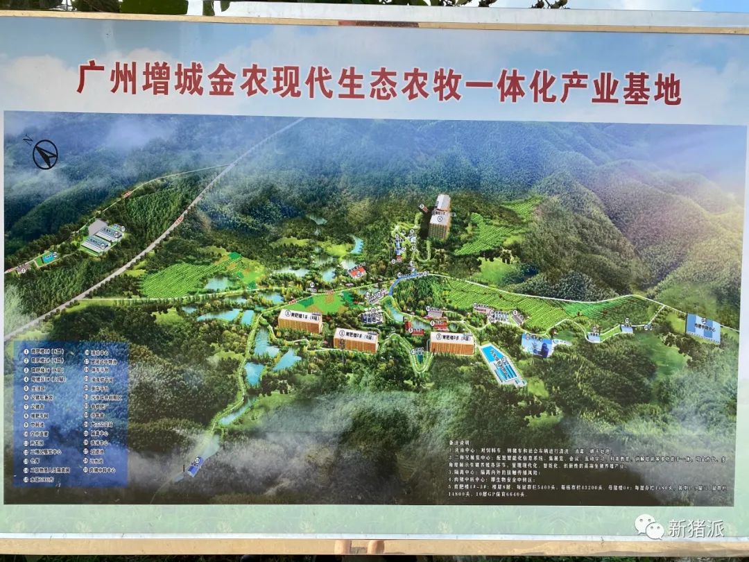 楼房养猪再添新势力！广州金农30万头高楼猪场即将投产|硕腾特约新猪派探旅