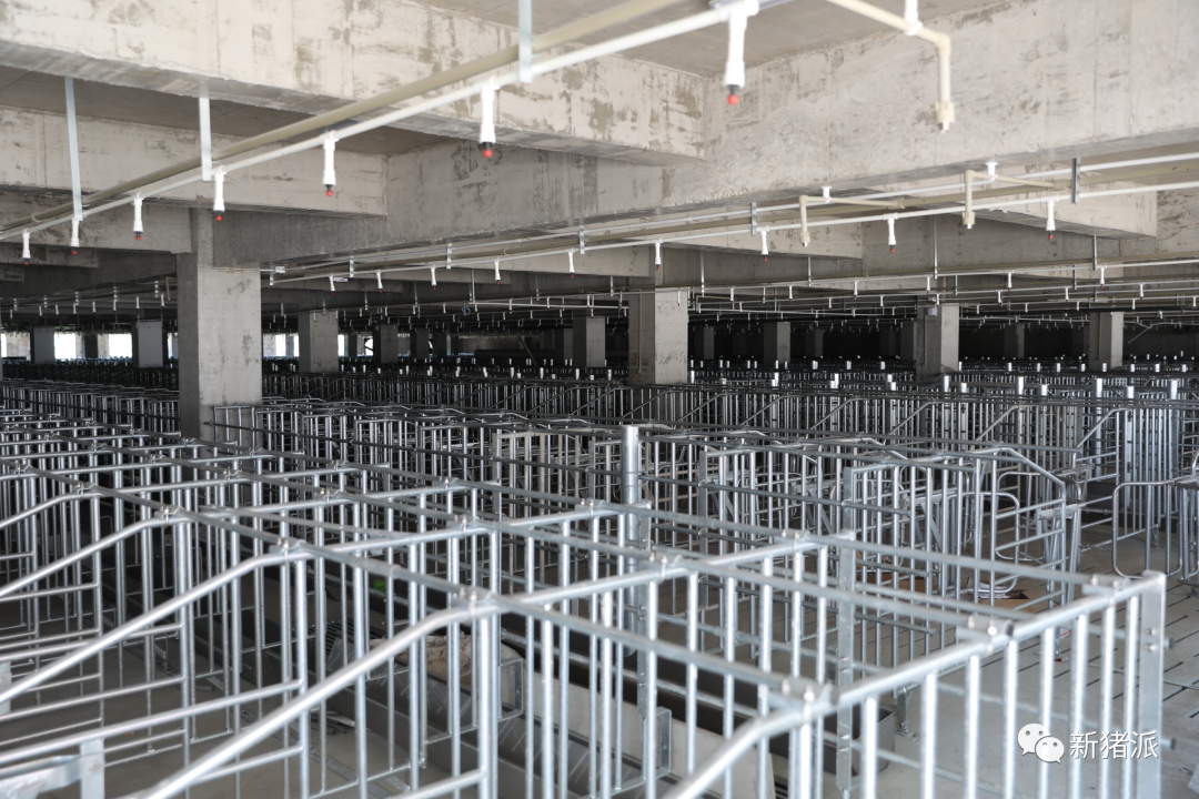 海南首个高楼猪场即将投产！罗牛山7个项目出栏140万头|硕腾特约新猪派探旅