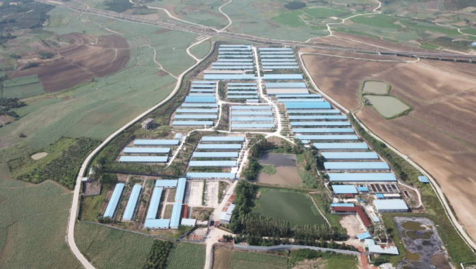 黄雄：金陵集团坚守养猪，2年内发展至10万种猪规模 | 硕腾特约新猪派探旅