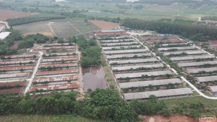 黄雄：金陵集团坚守养猪，2年内发展至10万种猪规模 | 硕腾特约新猪派探旅