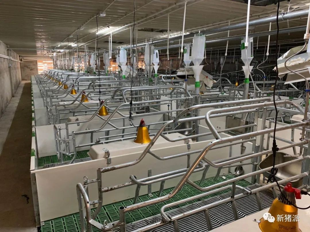 2025年出栏200万头！园丰集团养猪规划公布|硕腾特约新猪派探旅