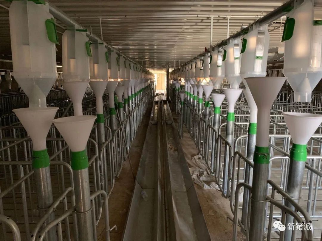 2025年出栏200万头！园丰集团养猪规划公布|硕腾特约新猪派探旅