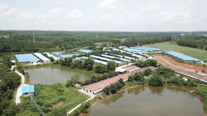 黄雄：金陵集团坚守养猪，2年内发展至10万种猪规模 | 硕腾特约新猪派探旅