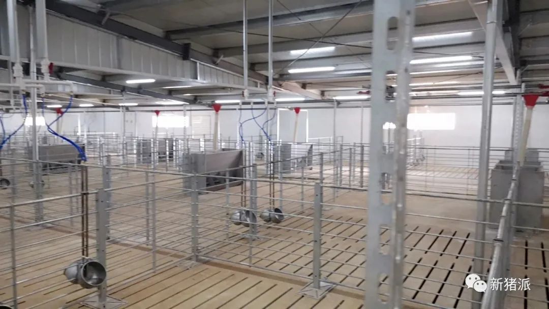 震撼！实地探访斥资30亿建的猪场，这就是未来养猪业的样子
