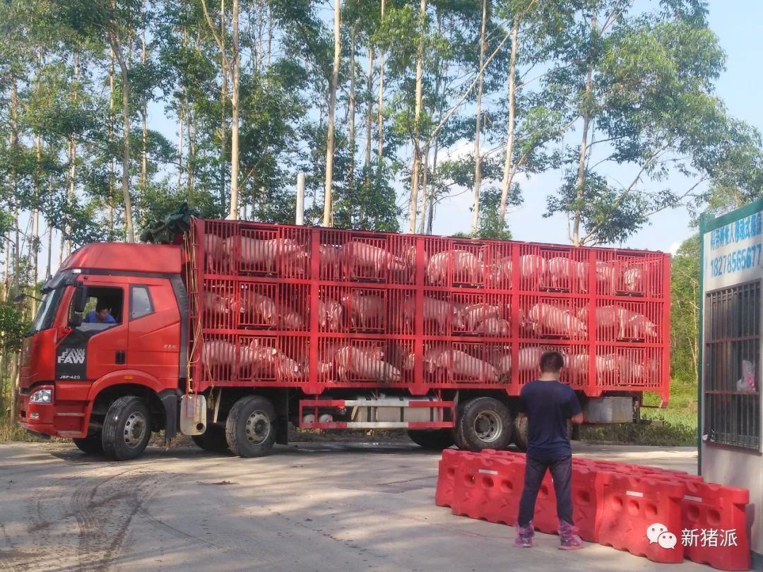 深圳速度!京基智农徐闻项目正式投产,100万头生猪产能正在兑现