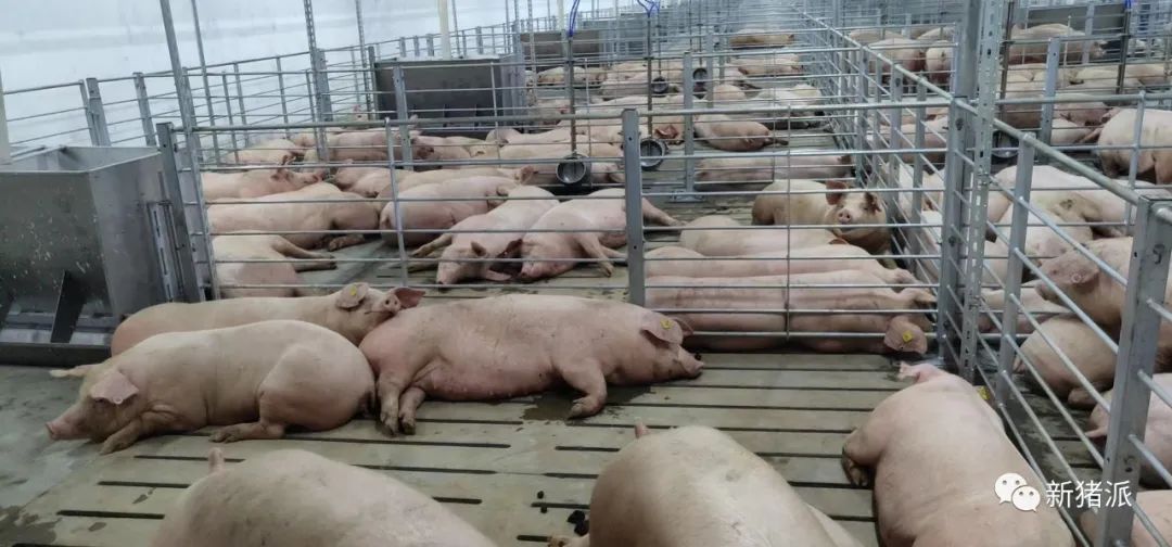 深圳速度!京基智农徐闻项目正式投产,100万头生猪产能正在兑现