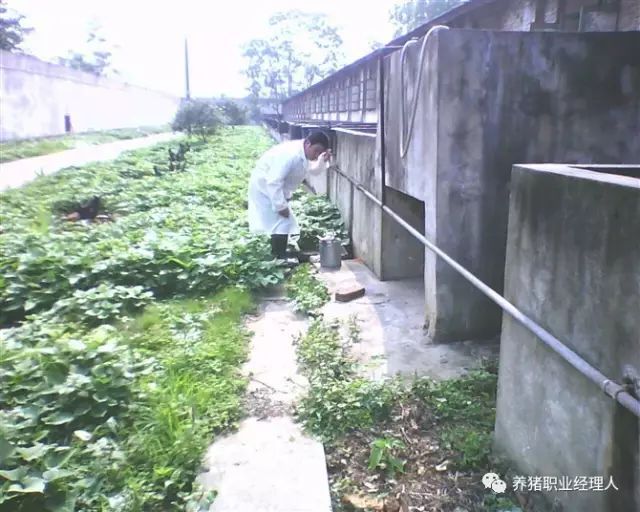 规模猪场关于灭鼠的正确操作