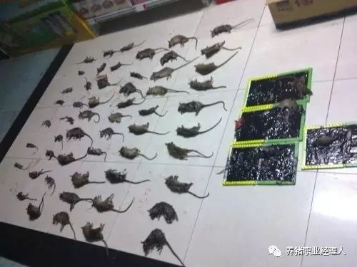 规模猪场关于灭鼠的正确操作