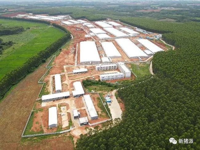 壹号土猪这个猪场要火:存栏1.5万头母猪,专养两广小花猪