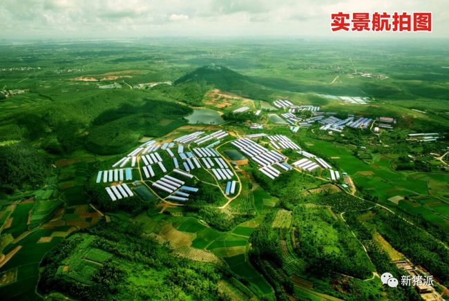 壹号土猪这个猪场要火:存栏1.5万头母猪,专养两广小花猪