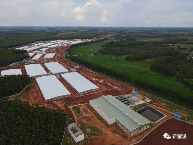 壹号土猪这个猪场要火:存栏1.5万头母猪,专养两广小花猪