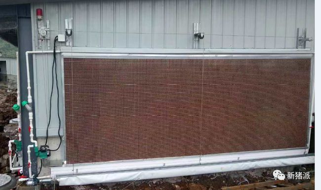 壹号土猪这个猪场要火:存栏1.5万头母猪,专养两广小花猪