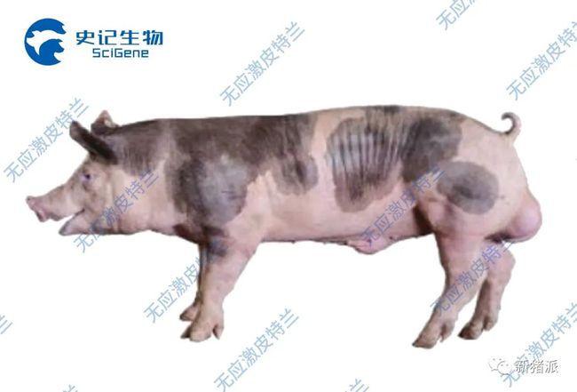 一场非瘟下的猪价狂欢,竟改变了我们对种猪的“审美”