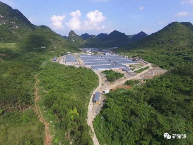 一场非瘟下的猪价狂欢,竟改变了我们对种猪的“审美”