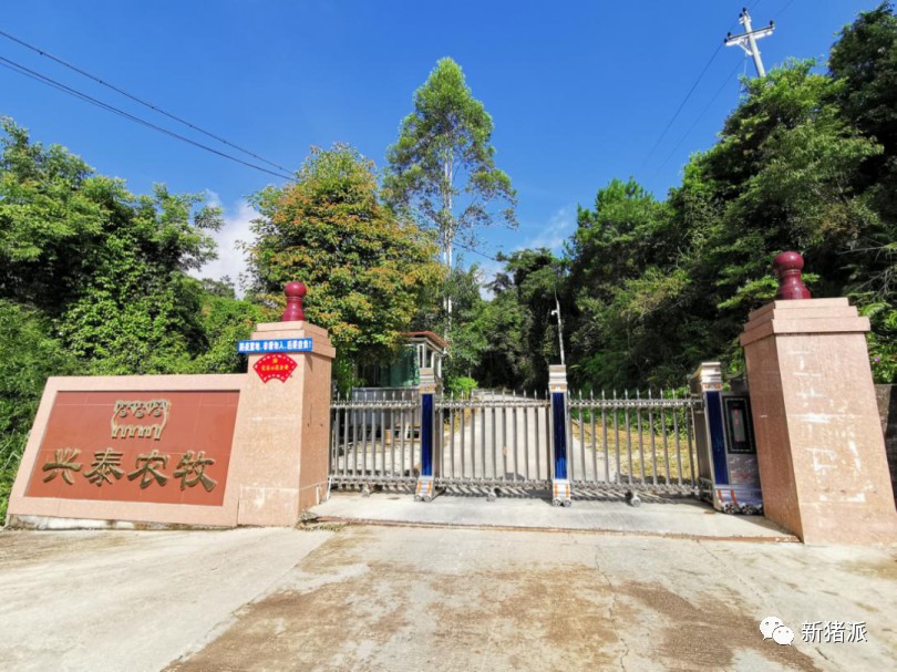 河源兴泰：探索AI养殖，向现代系统化育种迈进！ |硕腾特约新猪派探旅