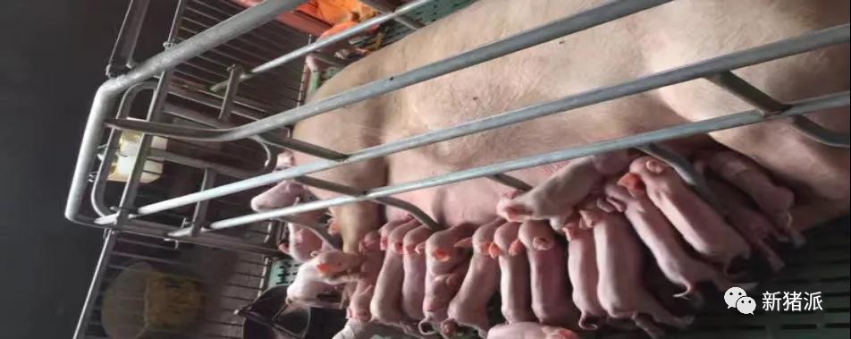 河源兴泰：探索AI养殖，向现代系统化育种迈进！ |硕腾特约新猪派探旅