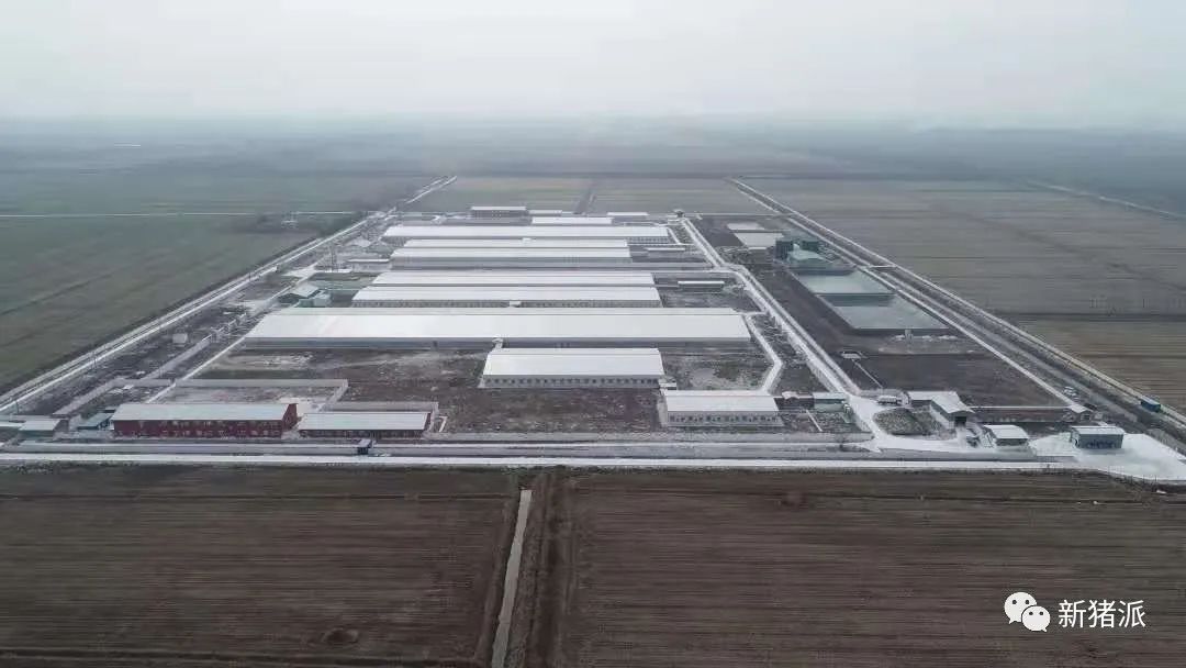 低调的养猪巨头：德康集团签约超2200万头，上半年61个种猪场开建