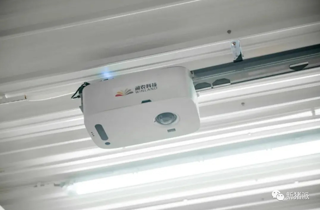 高起点打造原种猪育种体系，九鼎新湘农全力布局饲料+养猪+品牌肉全链条|探寻中国好种猪