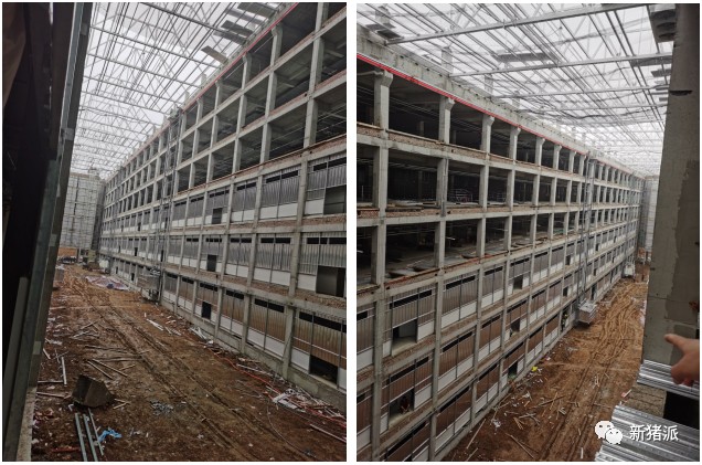 单体出栏210万头!牧原将打造全球最大的生猪养殖基地