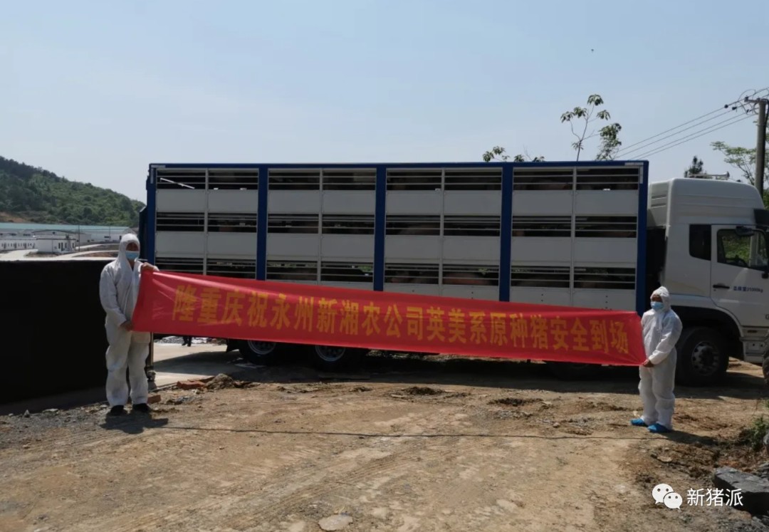 高起点打造原种猪育种体系，九鼎新湘农全力布局饲料+养猪+品牌肉全链条|探寻中国好种猪