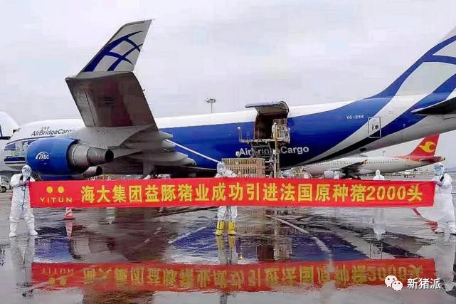 引种2000头、低调布局1100万头!海大集团即将养猪大爆发?