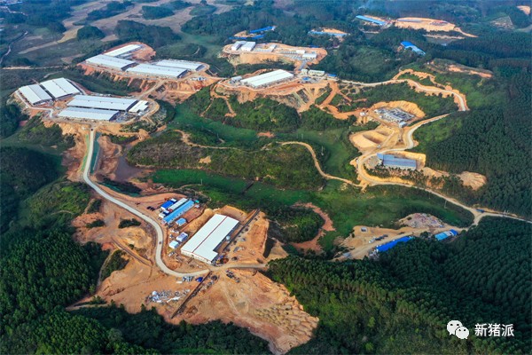 引种2000头、低调布局1100万头!海大集团即将养猪大爆发?