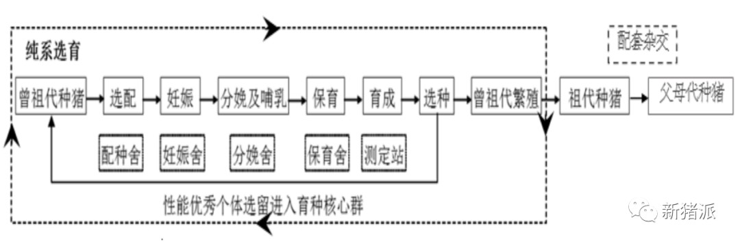 从克隆猪看温氏育种:8大基地1.2万头核心群,具备独立上市能力|探寻中国好种猪