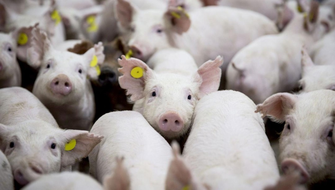 她10年花了6个亿养猪,至今没回本:都把猪养成什么样了?