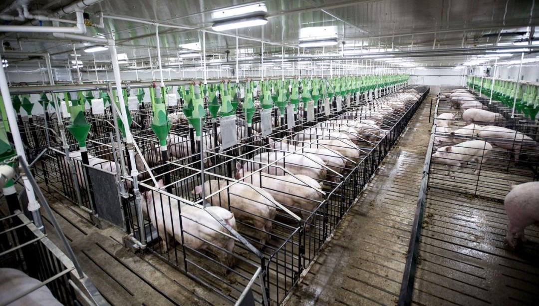 她10年花了6个亿养猪,至今没回本:都把猪养成什么样了?