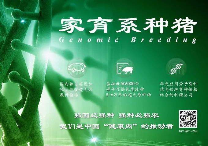 她10年花了6个亿养猪,至今没回本:都把猪养成什么样了?