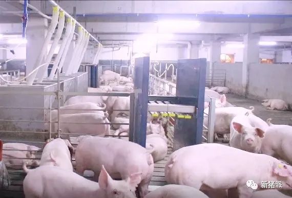 【首播预告】德兴北欧农场10万头生猪养殖项目智能黑科技抢先看
