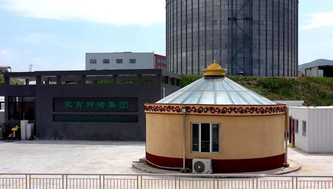 她10年花了6个亿养猪,至今没回本:都把猪养成什么样了?