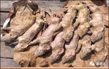 暴雪寒冬,腹泻防控正当时!疾病检测要趁早,抗原、抗体评估不可或缺