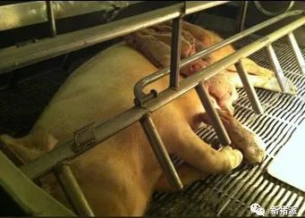 暴雪寒冬,腹泻防控正当时!疾病检测要趁早,抗原、抗体评估不可或缺