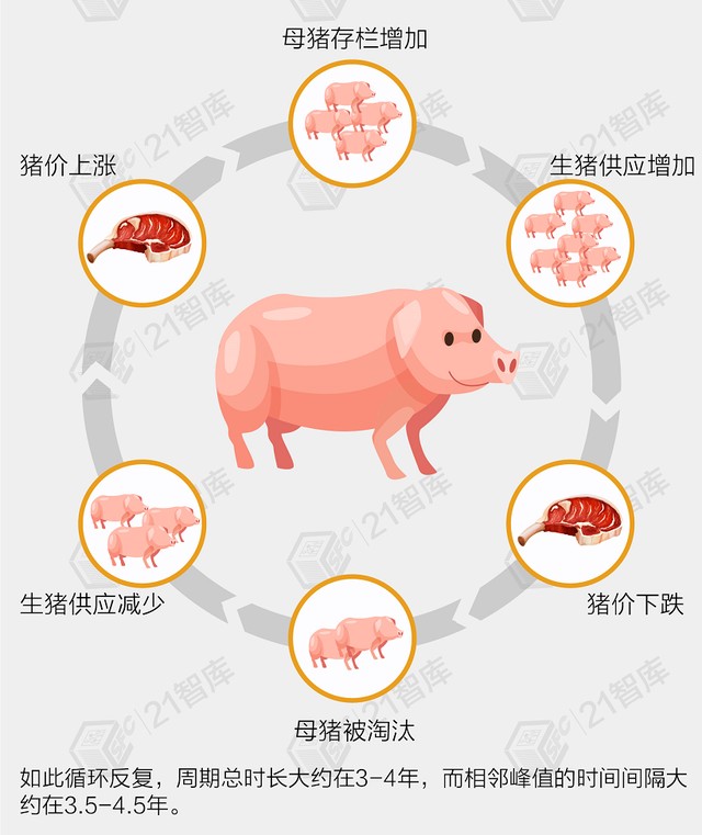 深度|猪周未见底，正大上市募资150亿养猪背后的原因