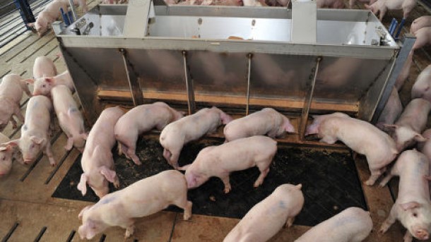 来源：明尼苏达大学附设部