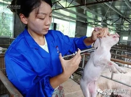 利用接种后仔猪抗体水平评估母源抗体干扰和疫苗免疫效果