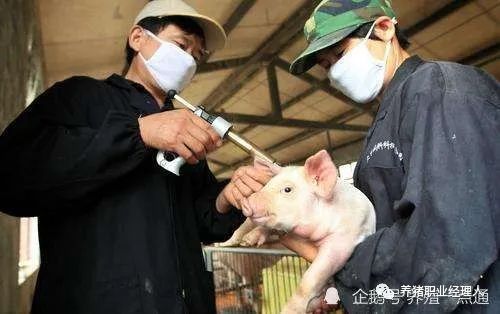 利用接种后仔猪抗体水平评估母源抗体干扰和疫苗免疫效果