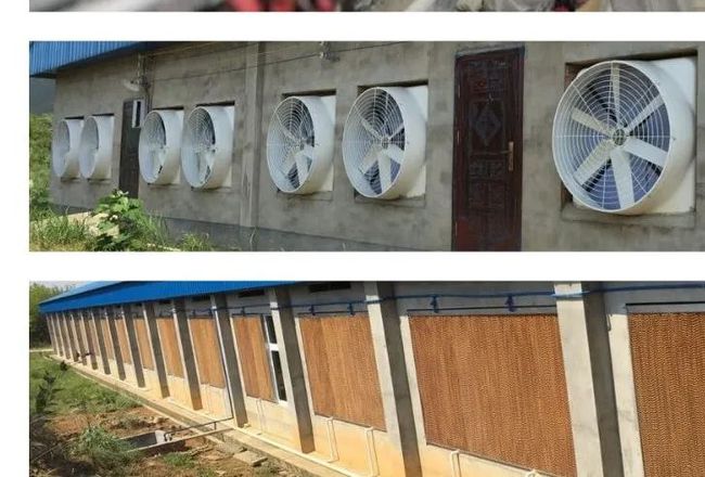 变频风机在猪场用得着吗?冬季北方猪场应该如何通风?
