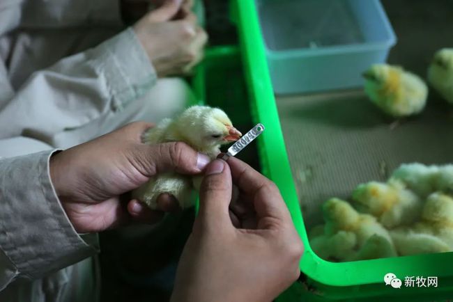 为何是黄鸡企业在白鸡新品种培育上拔得头筹?