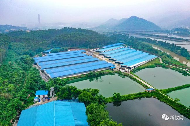 为何是黄鸡企业在白鸡新品种培育上拔得头筹?