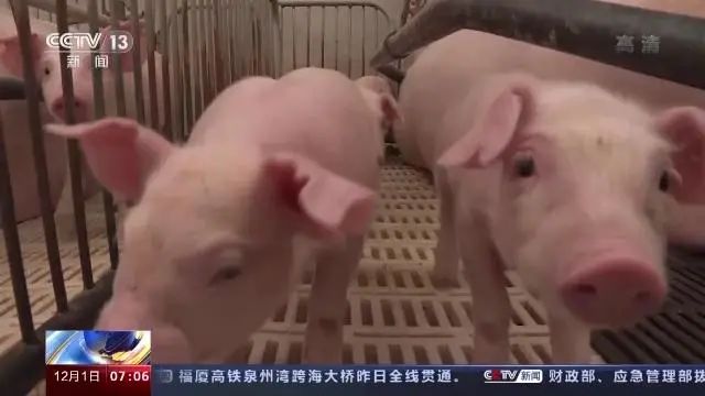 农业农村部|生猪生产惯性增长仍在持续,明年2月猪价或大幅下跌